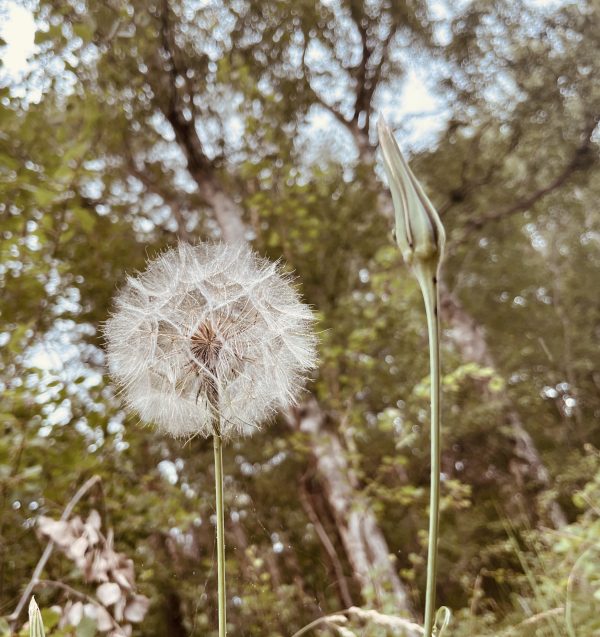 Gedanken – Jule & Oskar als Wegbegleiter auf&nbsp;Lebenswegen