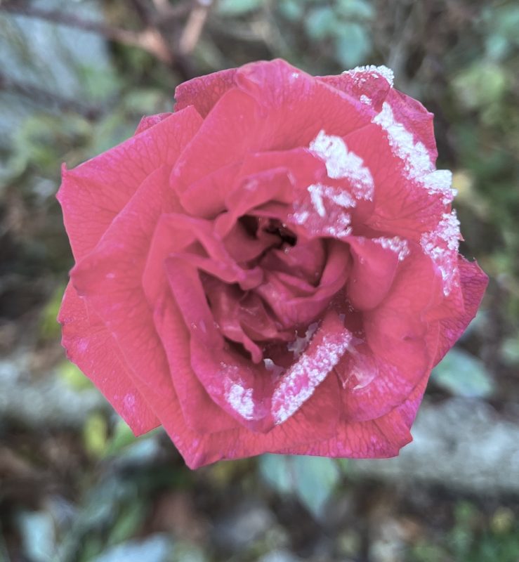 Rückschau voller Dankbarkeit